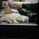 Larray Instagram - sorry i ghosted you, too busy being a cat dad