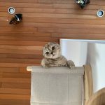 Larray Instagram - sorry i ghosted you, too busy being a cat dad