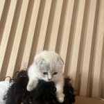 Larray Instagram - what do we name her !!!