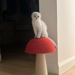 Larray Instagram - what do we name her !!!