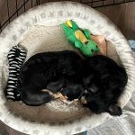 Laura Marano Instagram – Puppies and yoga