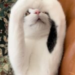 Lee Dong-hwi Instagram - 여러분 조심히 들어가셨는지요. 인사도 제대로 못드리고 미안합니다. 날씨는 또 왜이렇게 추워졌나요 하지만 여러분 덕분에 또 디딜힘이 생겨납니다. 이렇게나 많이 오실줄몰라서 놀랍기도 했지만 그것보다 오신분들께 제 입장에서 그리 근사한 필모그래피라고 주장하기엔 한없이 부족하다 느껴서 쑥스럽기도 했습니다. 그럼에도 불구하고 응원해주시고 준비해주신 관계자여러분 덕분에 힘을 내어 최선을 다해 답변드리고자 노력해봤습니다만 유익한 시간이 되셨는지 모르겠네요. 오늘 제가 말씀드렸던것처럼 얼마의 시간이 걸릴지 어디가 끝일지 저도 모르는 여정중에 어디 즈음에서 또 만날때까지 실패를 내버려두지 말자고요. 꼼꼼히 준비해주신 이종길 기자님과 준비해주신 모든 분들 제가 오늘 두서없이 이야기해서 고생하신 수어통역사 선생님과 인터뷰해주신 감독님들께 그리고 편지써준 경표,명빈배우님께 진심으로 감사드립니다.