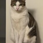 Lee Dong-hwi Instagram – 고양이사진전문가