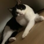 Lee Dong-hwi Instagram – 고양이사진전문가