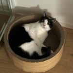Lee Dong-hwi Instagram – 고양이사진전문가
