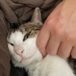 Lee Dong-hwi Instagram - 저는 고양이랑 같이 살지만 도그데이즈 화이팅 2월7일 대개봉❤️‍🔥 그리고 1월31일 핑계고 체크부탁드립니다🫡 제가 산책만해요~