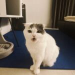 Lee Hong-gi Instagram - 1.까불지마라 혼난다. 2.아니...그게아니라... 3.내가 그럴줄알았다 ㅋㅋㅋㅋㅋ 내일만나자...🌙