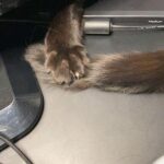 Lee Jun-ho Instagram - 꼬리가지고 잘 논다