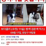 Lee Kwang-soo Instagram - 지인이강아지를잃어버렸습니다 보신분은인스타그램아이디 @jamie.p.33 으로DM부탁드립니다 감사합니다 #유기견