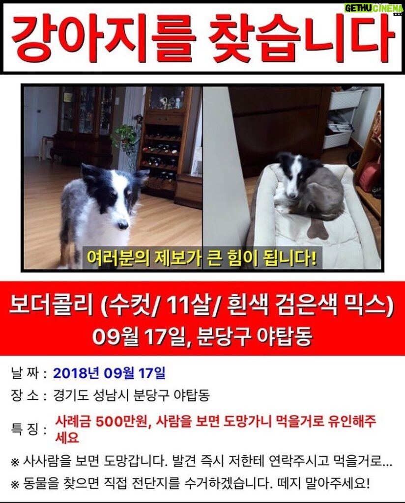 Lee Kwang-soo Instagram - 지인이강아지를잃어버렸습니다 보신분은인스타그램아이디 @jamie.p.33 으로DM부탁드립니다 감사합니다 #유기견