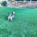 Leighton Meester Instagram - Golden bday #trudy #gertrude #trudygarland #judgetrudy
