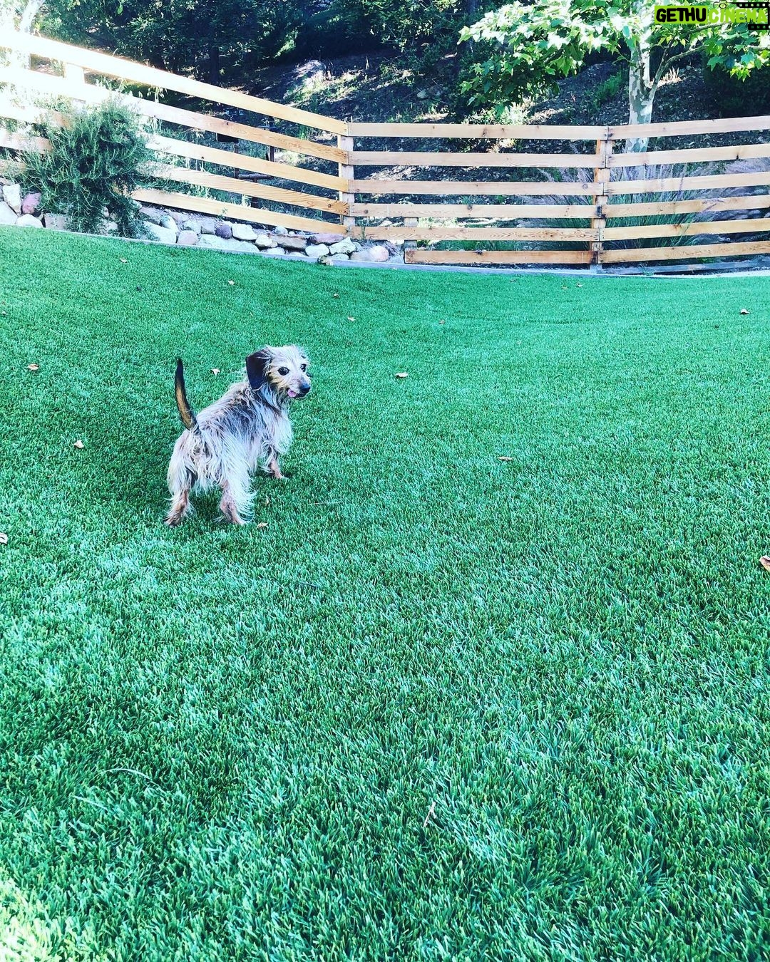 Leighton Meester Instagram - Golden bday #trudy #gertrude #trudygarland #judgetrudy