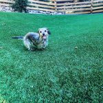Leighton Meester Instagram - Golden bday #trudy #gertrude #trudygarland #judgetrudy