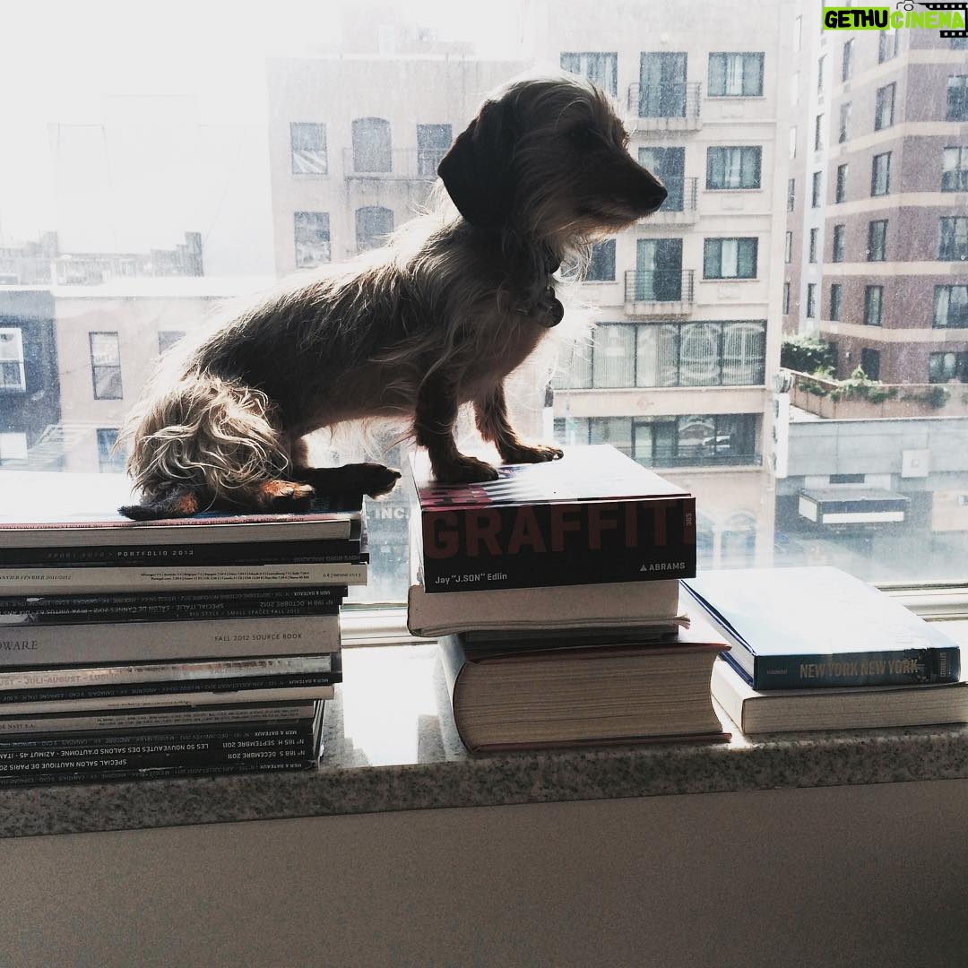 Leighton Meester Instagram - Madame Furball