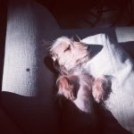 Leighton Meester Instagram - Trudy's excited too #Heartstrings