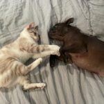 Lena Dunham Instagram - For someone who loves change, it’s easy to do too little of it. It’s easy to think it’s happening as you’re rattling from place to place, outfit to outfit, short bangs/long bangs/nose ring/no nose ring. A person who answers emails within moments/a person who says fuck it/a person who tells other people how healing isn’t linear and then holds themself to linear standards she can’t achieve without hurting herself.  In a world where so much feels urgent and out of our control, I can write radical transformation better than I can create it. Isn’t it funny how our greatest desires can feel the most abstract? Pushing toward a new version of yourself, maybe the person you always saw when you played “grown up” with friends at tea parties. My favorite game was always “college girls”- let’s play cool college girls who can make their own food, set their own bedtimes, walk down the street boldly at night. Little me didn’t know how far some of these simple adult goals would feel at times- making pasta? Fuck you, little me, are you taunting me? I’m eating crackers with olives smashed on them. Fuck you, current me, you deserve better than stale crackers. No, no you don’t. Why are you being so mean to yourself, Lena? Can you name one good reason besides that you heard someone else do it?  This summer I committed to listening to myself- nothing more and nothing less- not trying to erase the noise with new new new/more more more/green hair/blonde hair/anklet/no anklet/nicotine/no nicotine/nicotine again. I didn’t always like what I heard, but I let it live because that was the commitment I made to myself. And it’s been a small shift, a quiet shift, but a deep one. The other day I told my mother I had said no to someone- a simple no, a silly no, but she could hear my voice, assured and calm, like a cool college girl. And she looked at me- sweaty nightgown, obsessively wailing on my laptop like I have since I was 15- and she said “you’re growing up so fast.”  She meant it. I believed it. Summer is almost over. I can’t wait to tell the kids at school what I did.