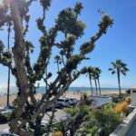 Leo Cidade Instagram - 💛 California