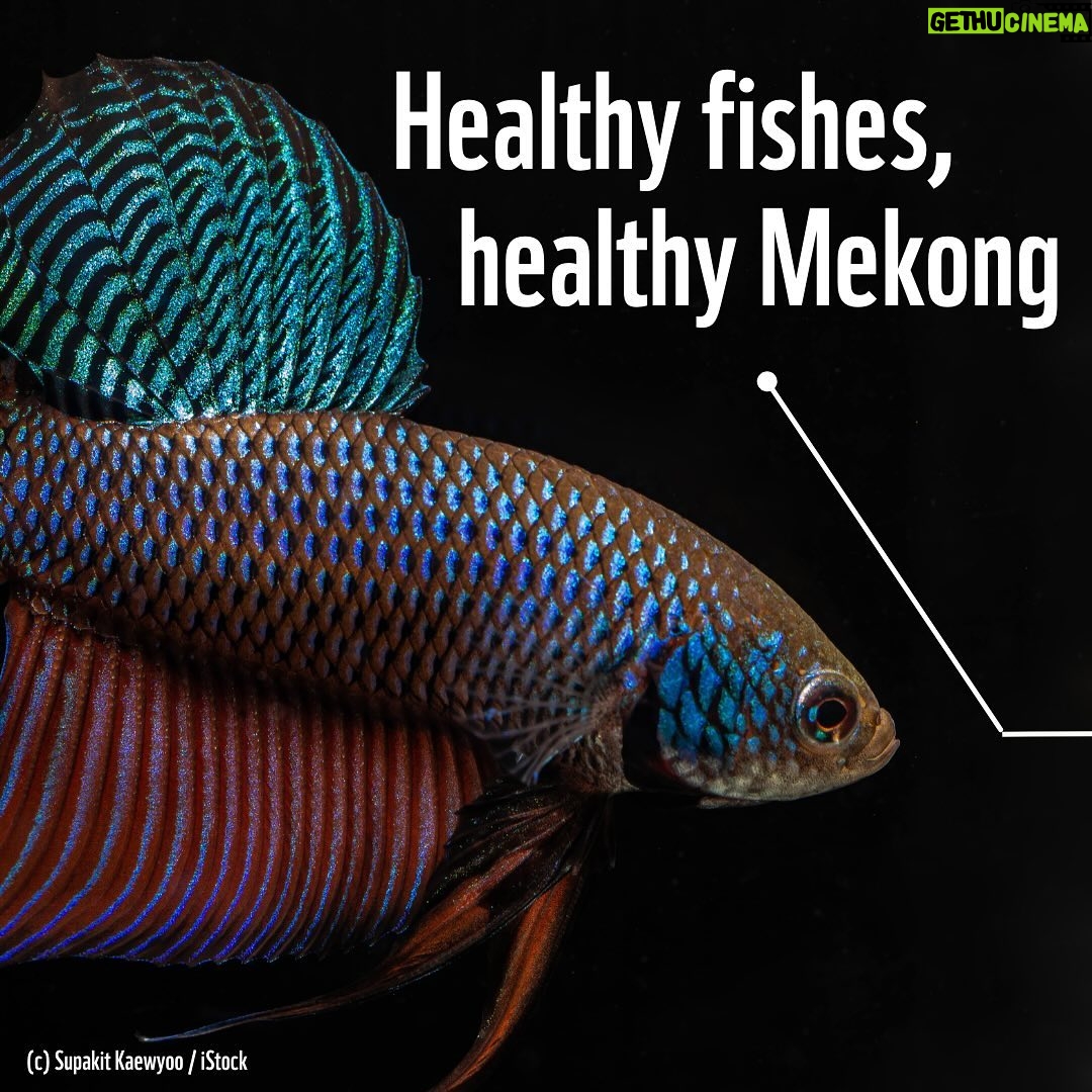 Leonardo DiCaprio Instagram - Winding almost 3,000 miles through Asia, the Mekong River boasts the world’s largest inland fishery. From Giant Freshwater Stingrays to tiny minnows, it is estimated that about 25% of the Mekong’s freshwater fishes are found nowhere else on Earth. These species not only support the health of the Mekong River, but over 40 million people in the Mekong depend on freshwater ecosystems for food security and livelihoods. @rewild partner, @wwf has released a first-of-its-kind Mekong’s Forgotten Fishes report that highlights the critical importance of freshwater biodiversity to people, river ecosystems and the health of our planet. Link in bio to learn more.