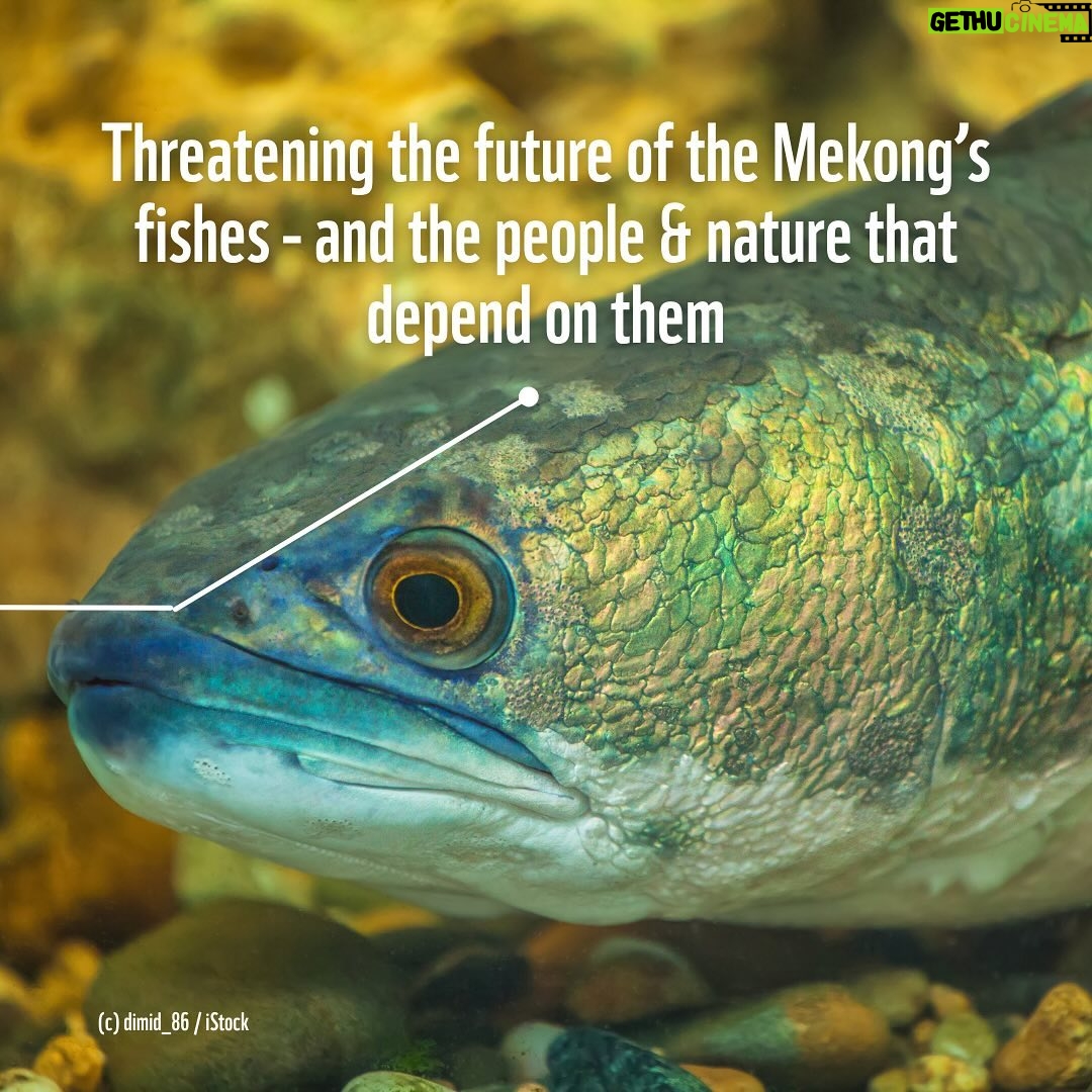 Leonardo DiCaprio Instagram - Winding almost 3,000 miles through Asia, the Mekong River boasts the world’s largest inland fishery. From Giant Freshwater Stingrays to tiny minnows, it is estimated that about 25% of the Mekong’s freshwater fishes are found nowhere else on Earth. These species not only support the health of the Mekong River, but over 40 million people in the Mekong depend on freshwater ecosystems for food security and livelihoods. @rewild partner, @wwf has released a first-of-its-kind Mekong’s Forgotten Fishes report that highlights the critical importance of freshwater biodiversity to people, river ecosystems and the health of our planet. Link in bio to learn more.