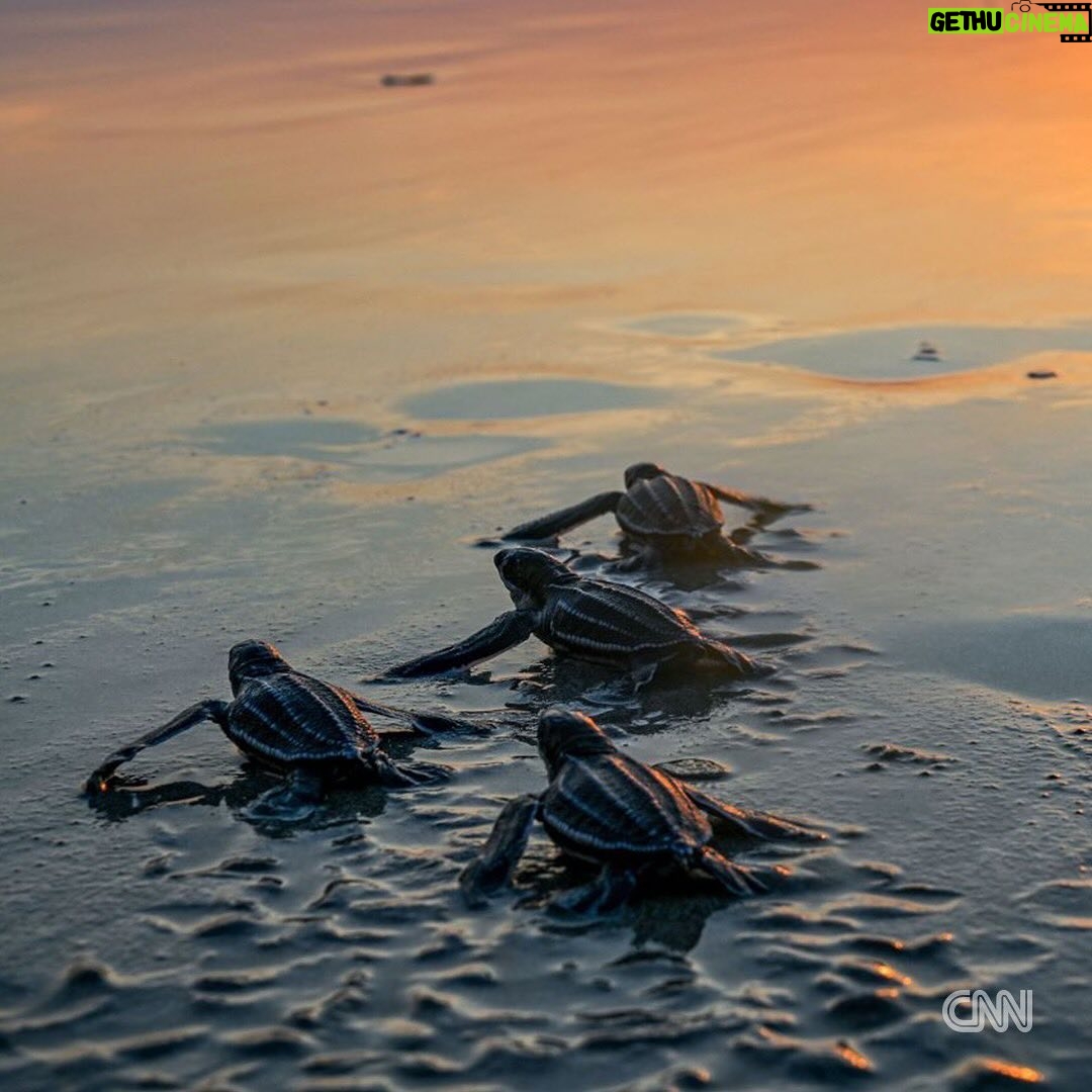 Leonardo DiCaprio - 327.8K Likes - Repost from @cnn
•
Hundreds of migratory species — those that make remarkable journeys each year across land, rivers and oceans — are facing extinction because of human interference, according to a landmark UN agency report.
Of the 1,189 creatures listed by the Convention on the Conservation of Migratory Species of Wild Animals, or CMS, more than one in five are threatened.
They include species from all sorts of animal groups — whales, sharks, elephants, wild cats, raptors, birds and insects, among others.
Read more at the link in bio.
📸: Carl de Souza/AFP/Getty Images; Yasuyoshi Chiba/AFP/Getty Images; Kristin Laidre/Handout/Reuters; Sergio Pitamitz/VWPics/Universal Images Group/Getty Images; Chaideer Mahyuddin/AFP/Getty Images; Didier Brandelet/Gamma-Rapho/Getty Images; Wolfgang Kaehler/LightRocket/Getty Images; Samuel J Coe/Moment RF/Getty Images; Scott Gibbons/Moment RF/Getty Images