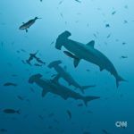 Leonardo DiCaprio Instagram - Repost from @cnn • Hundreds of migratory species — those that make remarkable journeys each year across land, rivers and oceans — are facing extinction because of human interference, according to a landmark UN agency report. Of the 1,189 creatures listed by the Convention on the Conservation of Migratory Species of Wild Animals, or CMS, more than one in five are threatened. They include species from all sorts of animal groups — whales, sharks, elephants, wild cats, raptors, birds and insects, among others. Read more at the link in bio. 📸: Carl de Souza/AFP/Getty Images; Yasuyoshi Chiba/AFP/Getty Images; Kristin Laidre/Handout/Reuters; Sergio Pitamitz/VWPics/Universal Images Group/Getty Images; Chaideer Mahyuddin/AFP/Getty Images; Didier Brandelet/Gamma-Rapho/Getty Images; Wolfgang Kaehler/LightRocket/Getty Images; Samuel J Coe/Moment RF/Getty Images; Scott Gibbons/Moment RF/Getty Images