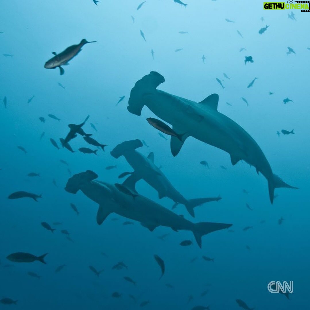 Leonardo DiCaprio - 327.8K Likes - Repost from @cnn
•
Hundreds of migratory species — those that make remarkable journeys each year across land, rivers and oceans — are facing extinction because of human interference, according to a landmark UN agency report.
Of the 1,189 creatures listed by the Convention on the Conservation of Migratory Species of Wild Animals, or CMS, more than one in five are threatened.
They include species from all sorts of animal groups — whales, sharks, elephants, wild cats, raptors, birds and insects, among others.
Read more at the link in bio.
📸: Carl de Souza/AFP/Getty Images; Yasuyoshi Chiba/AFP/Getty Images; Kristin Laidre/Handout/Reuters; Sergio Pitamitz/VWPics/Universal Images Group/Getty Images; Chaideer Mahyuddin/AFP/Getty Images; Didier Brandelet/Gamma-Rapho/Getty Images; Wolfgang Kaehler/LightRocket/Getty Images; Samuel J Coe/Moment RF/Getty Images; Scott Gibbons/Moment RF/Getty Images