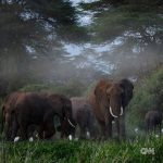 Leonardo DiCaprio Instagram – Repost from @cnn
•
Hundreds of migratory species — those that make remarkable journeys each year across land, rivers and oceans — are facing extinction because of human interference, according to a landmark UN agency report.
Of the 1,189 creatures listed by the Convention on the Conservation of Migratory Species of Wild Animals, or CMS, more than one in five are threatened.
They include species from all sorts of animal groups — whales, sharks, elephants, wild cats, raptors, birds and insects, among others.
Read more at the link in bio.
📸: Carl de Souza/AFP/Getty Images; Yasuyoshi Chiba/AFP/Getty Images; Kristin Laidre/Handout/Reuters; Sergio Pitamitz/VWPics/Universal Images Group/Getty Images; Chaideer Mahyuddin/AFP/Getty Images; Didier Brandelet/Gamma-Rapho/Getty Images; Wolfgang Kaehler/LightRocket/Getty Images; Samuel J Coe/Moment RF/Getty Images; Scott Gibbons/Moment RF/Getty Images