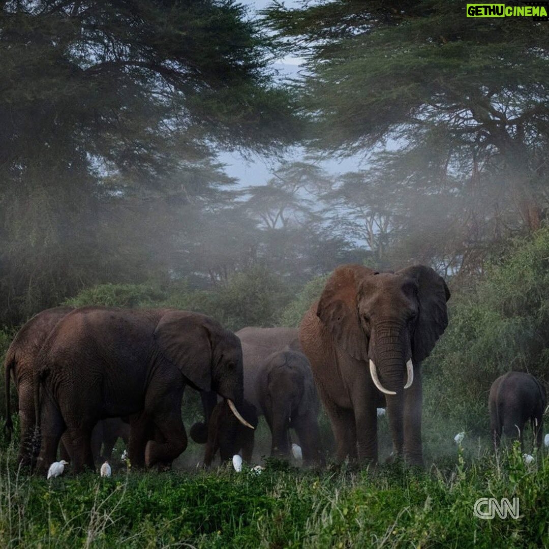 Leonardo DiCaprio - 327.8K Likes - Repost from @cnn
•
Hundreds of migratory species — those that make remarkable journeys each year across land, rivers and oceans — are facing extinction because of human interference, according to a landmark UN agency report.
Of the 1,189 creatures listed by the Convention on the Conservation of Migratory Species of Wild Animals, or CMS, more than one in five are threatened.
They include species from all sorts of animal groups — whales, sharks, elephants, wild cats, raptors, birds and insects, among others.
Read more at the link in bio.
📸: Carl de Souza/AFP/Getty Images; Yasuyoshi Chiba/AFP/Getty Images; Kristin Laidre/Handout/Reuters; Sergio Pitamitz/VWPics/Universal Images Group/Getty Images; Chaideer Mahyuddin/AFP/Getty Images; Didier Brandelet/Gamma-Rapho/Getty Images; Wolfgang Kaehler/LightRocket/Getty Images; Samuel J Coe/Moment RF/Getty Images; Scott Gibbons/Moment RF/Getty Images