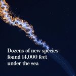 Leonardo DiCaprio Instagram – Repost from @postclimate
•
Deep-sea explorers searching below the waves off the coast of Chile may have found more than 100 species completely new to science in January and February. Link in bio to learn more.
