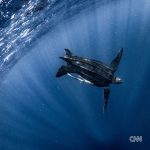 Leonardo DiCaprio Instagram - Repost from @cnn • Hundreds of migratory species — those that make remarkable journeys each year across land, rivers and oceans — are facing extinction because of human interference, according to a landmark UN agency report. Of the 1,189 creatures listed by the Convention on the Conservation of Migratory Species of Wild Animals, or CMS, more than one in five are threatened. They include species from all sorts of animal groups — whales, sharks, elephants, wild cats, raptors, birds and insects, among others. Read more at the link in bio. 📸: Carl de Souza/AFP/Getty Images; Yasuyoshi Chiba/AFP/Getty Images; Kristin Laidre/Handout/Reuters; Sergio Pitamitz/VWPics/Universal Images Group/Getty Images; Chaideer Mahyuddin/AFP/Getty Images; Didier Brandelet/Gamma-Rapho/Getty Images; Wolfgang Kaehler/LightRocket/Getty Images; Samuel J Coe/Moment RF/Getty Images; Scott Gibbons/Moment RF/Getty Images