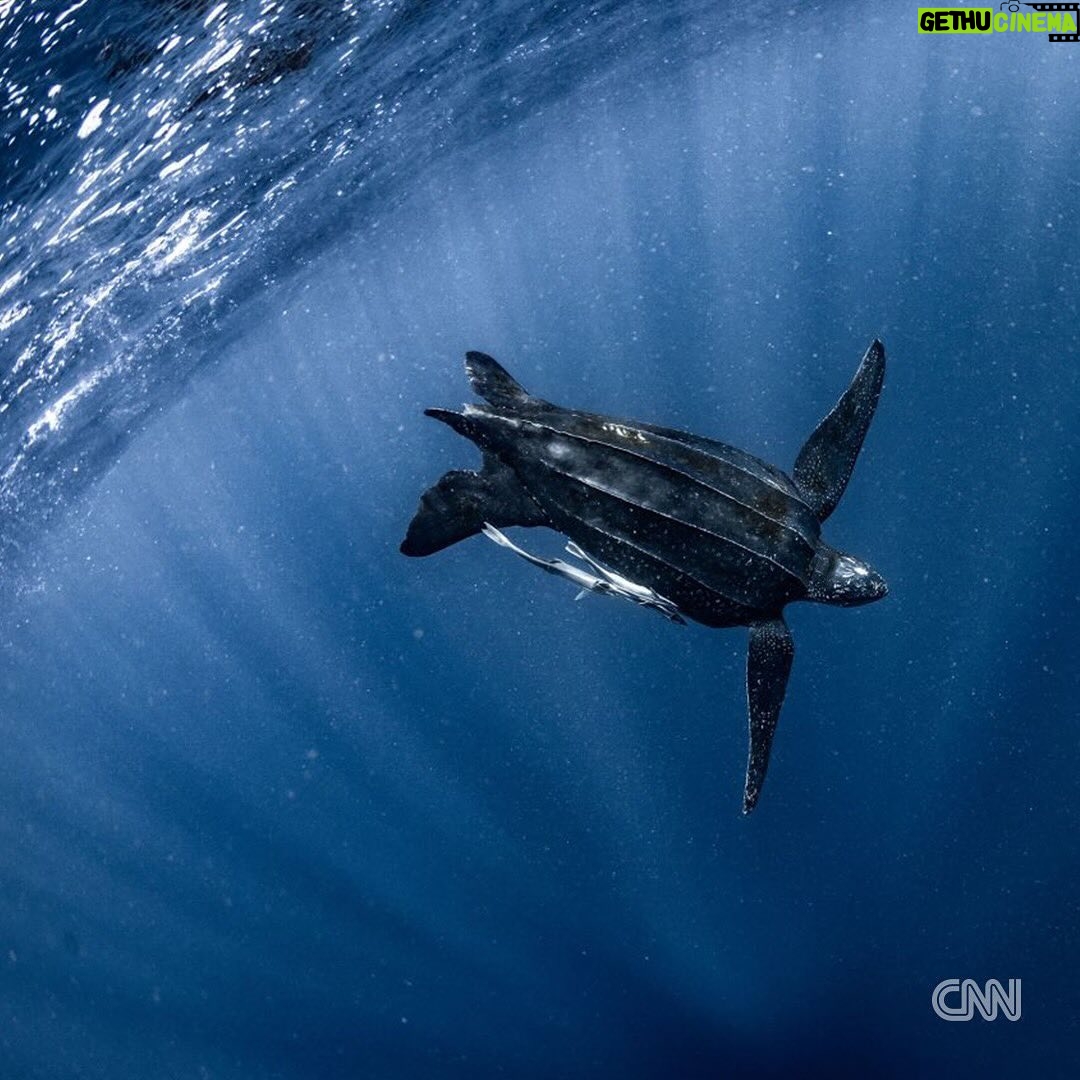 Leonardo DiCaprio - 327.8K Likes - Repost from @cnn
•
Hundreds of migratory species — those that make remarkable journeys each year across land, rivers and oceans — are facing extinction because of human interference, according to a landmark UN agency report.
Of the 1,189 creatures listed by the Convention on the Conservation of Migratory Species of Wild Animals, or CMS, more than one in five are threatened.
They include species from all sorts of animal groups — whales, sharks, elephants, wild cats, raptors, birds and insects, among others.
Read more at the link in bio.
📸: Carl de Souza/AFP/Getty Images; Yasuyoshi Chiba/AFP/Getty Images; Kristin Laidre/Handout/Reuters; Sergio Pitamitz/VWPics/Universal Images Group/Getty Images; Chaideer Mahyuddin/AFP/Getty Images; Didier Brandelet/Gamma-Rapho/Getty Images; Wolfgang Kaehler/LightRocket/Getty Images; Samuel J Coe/Moment RF/Getty Images; Scott Gibbons/Moment RF/Getty Images
