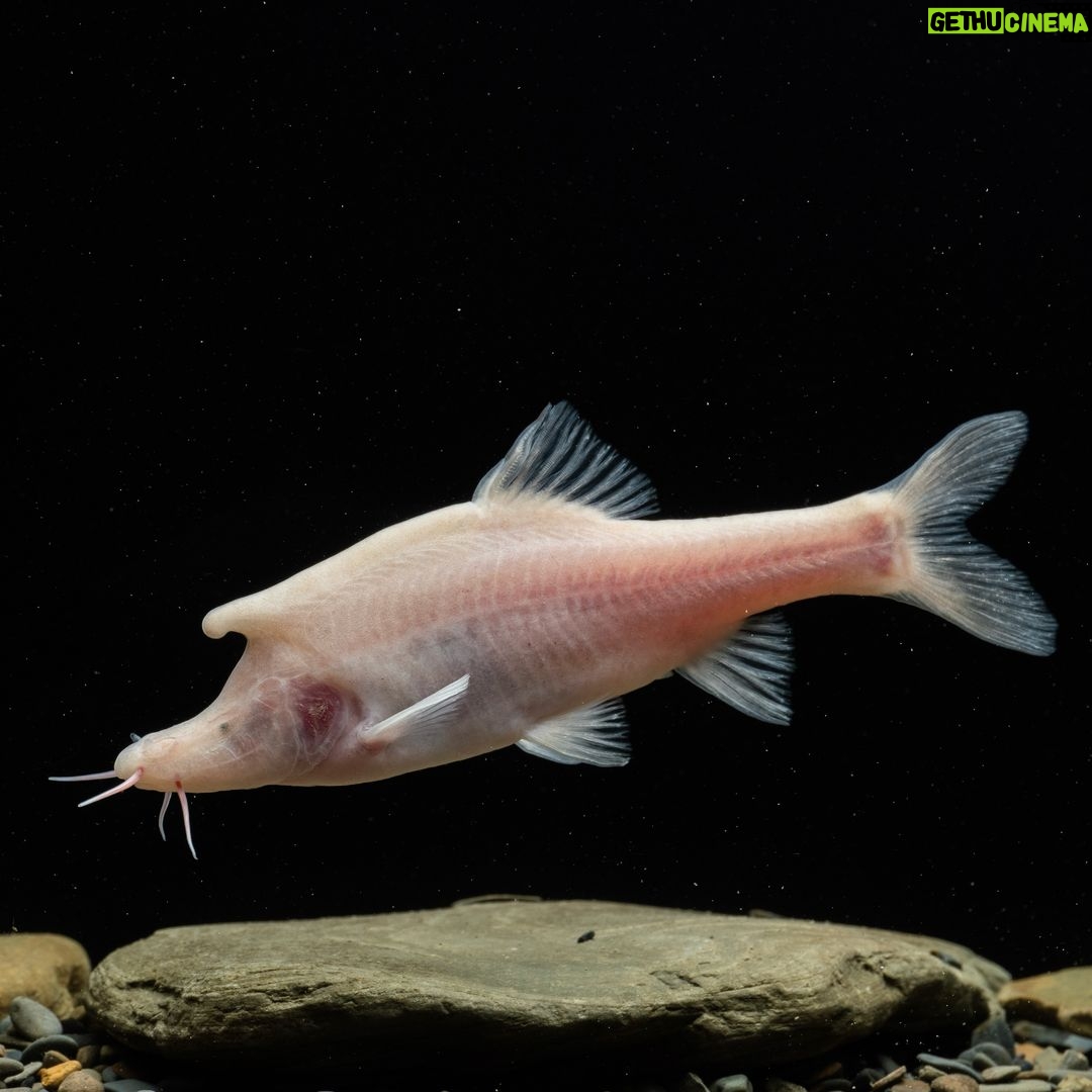 Leonardo DiCaprio Instagram - @shoal_org, the freshwater conservation program of @rewild and @synchearth, has published their landmark annual new species report on #WorldWildlifeDay. This report features the 243 species of freshwater fish that were identified in 2023 - including the unique Longhorn Cavefish. The report is the third of Shoal’s annual New Species reports, which are designed to raise awareness of the magnificent diversity in Earth’s freshwaters. Additionally, this report calls for increased protection for the world’s freshwater fish species - 25% of which are at risk of extinction. Link in bio to learn more. Photo credit: Jia-Jun Zhou