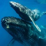 Leonardo DiCaprio Instagram – Trees are known for absorbing CO2 from our atmosphere, but in the oceans, whales play an equally important role in the carbon cycle.

Today’s global whale population of around 1.3 million is still recovering from commercial whaling – their historic population has been estimated at close to 5 million. Allowing whales to recover could significantly boost the amount of phytoplankton in the ocean and the atmospheric carbon it captures every year.

Photo credit: Lauren Baer/Getty Images
Video credit: Makana Creative/Getty Images