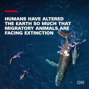 Leonardo DiCaprio Instagram - Repost from @cnn
•
Hundreds of migratory species — those that make remarkable journeys each year across land, rivers and oceans — are facing extinction because of human interference, according to a landmark UN agency report.

Of the 1,189 creatures listed by the Convention on the Conservation of Migratory Species of Wild Animals, or CMS, more than one in five are threatened.

They include species from all sorts of animal groups — whales, sharks, elephants, wild cats, raptors, birds and insects, among others.

Read more at the link in bio.

📸: Carl de Souza/AFP/Getty Images; Yasuyoshi Chiba/AFP/Getty Images; Kristin Laidre/Handout/Reuters; Sergio Pitamitz/VWPics/Universal Images Group/Getty Images; Chaideer Mahyuddin/AFP/Getty Images; Didier Brandelet/Gamma-Rapho/Getty Images; Wolfgang Kaehler/LightRocket/Getty Images; Samuel J Coe/Moment RF/Getty Images; Scott Gibbons/Moment RF/Getty Images