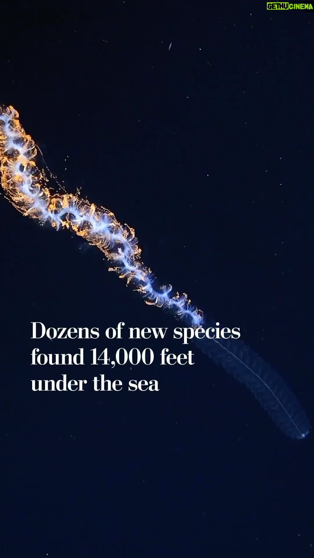 Leonardo DiCaprio Instagram - Repost from @postclimate • Deep-sea explorers searching below the waves off the coast of Chile may have found more than 100 species completely new to science in January and February. Link in bio to learn more.
