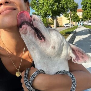 Lesley-Ann Brandt Instagram - Meet our new baby, Tui. Rescued today from the @lancasteranimalslaco . So many incredible dogs just waiting for a forever home. Thank you @rita_earl_blackwell for highlighting him and to the volunteers who do their best to give them love. Please adopt if you are looking for a pet to join your family. They truly know what you’ve done for them and their love is unmatched. Tui went into our back yard and did zoomies, maybe for the first time in his life. He looked so happy. 🥹. Welcome home boy. You are safe now.❤️ #adoptdontshop #rescuedog #pitbullsofinstagram
