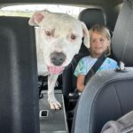Lesley-Ann Brandt Instagram - Meet our new baby, Tui. Rescued today from the @lancasteranimalslaco . So many incredible dogs just waiting for a forever home. Thank you @rita_earl_blackwell for highlighting him and to the volunteers who do their best to give them love. Please adopt if you are looking for a pet to join your family. They truly know what you’ve done for them and their love is unmatched. Tui went into our back yard and did zoomies, maybe for the first time in his life. He looked so happy. 🥹. Welcome home boy. You are safe now.❤️ #adoptdontshop #rescuedog #pitbullsofinstagram