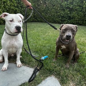Lesley-Ann Brandt Instagram - Meet our new baby, Tui. Rescued today from the @lancasteranimalslaco . So many incredible dogs just waiting for a forever home. Thank you @rita_earl_blackwell for highlighting him and to the volunteers who do their best to give them love. Please adopt if you are looking for a pet to join your family. They truly know what you’ve done for them and their love is unmatched. Tui went into our back yard and did zoomies, maybe for the first time in his life. He looked so happy. 🥹. Welcome home boy. You are safe now.❤️ #adoptdontshop #rescuedog #pitbullsofinstagram