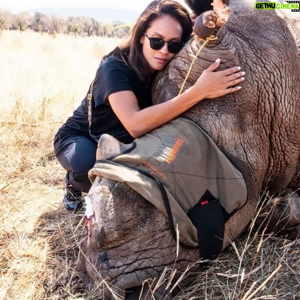 Lesley-Ann Brandt Instagram - Nothing prepares you for your first encounter. Meeting Harvey was truly special. On this day, I was given the honor of helping Dr Johan from @savingthesurvivors put a new covering over Harvey’s wound. He had been poached and I got to see first hand, just what that brutality looks like. Please consider a monthly donation to @savingthesurvivors who provide low cost and in many cases, free veterinary care to poached African wildlife across the continent. 🦏🌍