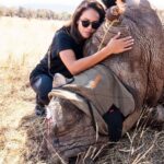 Lesley-Ann Brandt Instagram - Nothing prepares you for your first encounter. Meeting Harvey was truly special. On this day, I was given the honor of helping Dr Johan from @savingthesurvivors put a new covering over Harvey’s wound. He had been poached and I got to see first hand, just what that brutality looks like. Please consider a monthly donation to @savingthesurvivors who provide low cost and in many cases, free veterinary care to poached African wildlife across the continent. 🦏🌍