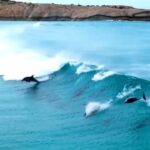 Letícia Spiller Instagram - Que belezura de imagem mais inspiradora para começar a semana! 🐬💙🌊 ALOHA!! @oceandotcom