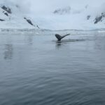 Levan Goroziya Instagram - А могут ли киты красоваться? Antarctica