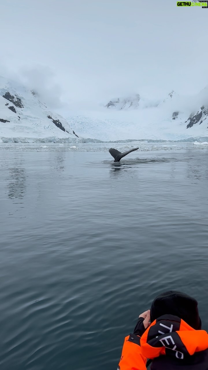 Levan Goroziya Instagram - А могут ли киты красоваться? Antarctica