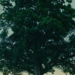 Levan Goroziya Instagram - Кто посмотрел клип? О чем он? На какие мысли натолкнул? А кто вчера пропустил премьеру, врывайтесь на канал. Я готов ко всему!