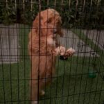 Lil Dicky Instagram - Ladies and gentlemen, allow me to introduce to you Reggie, my first ever dog!!!!!!
