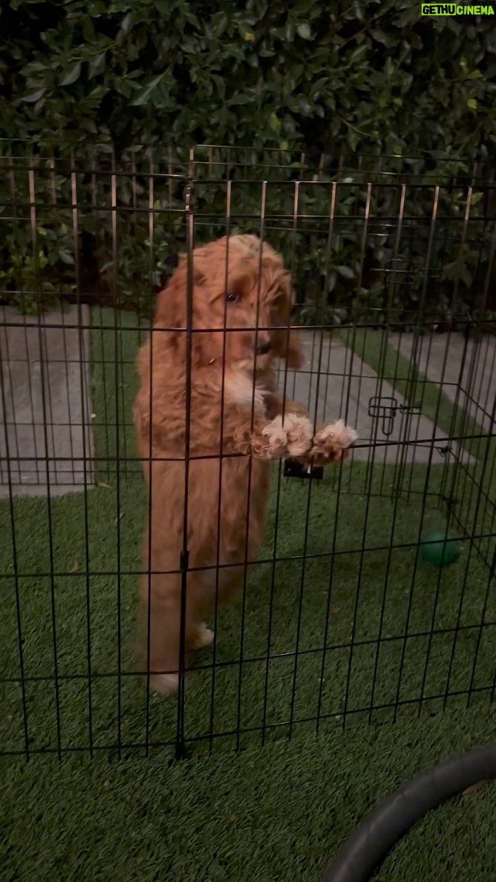 Lil Dicky Instagram - Ladies and gentlemen, allow me to introduce to you Reggie, my first ever dog!!!!!!