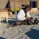 Lil Dicky Instagram - with the dogs!
