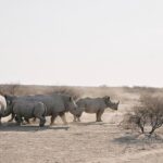 Lily James Instagram - I've been awestruck by the natural beauty and the vibrant communities I've seen in Botswana. To know so much of this land—over 1,000 square miles globally is protected by the natural diamond industry makes me incredibly proud to be @onlynaturaldiamonds global ambassador. I felt so grateful to witness first hand the conservation work at Orapa Game reserve home to these INCREDIBLE Rhinos. More of my journey through Botswana incoming !