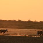 Lily James Instagram - I've been awestruck by the natural beauty and the vibrant communities I've seen in Botswana. To know so much of this land—over 1,000 square miles globally is protected by the natural diamond industry makes me incredibly proud to be @onlynaturaldiamonds global ambassador. I felt so grateful to witness first hand the conservation work at Orapa Game reserve home to these INCREDIBLE Rhinos. More of my journey through Botswana incoming !