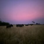 Lily James Instagram - Once in a lifetime. Thank you @greatplainsconservation for an unbelievable safari experience. Can’t wait to share the rest of my journey through Botswana @onlynaturaldiamonds @onlynaturaldiamonds_in @onlynaturaldiamonds_ae #conservationtourism #safarimoments And thank you Greg @safarifootprints 🫶🏻 Botswana Africa